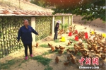农民专业合作社理事长高俊霞介绍土鸡养殖情况。中新网 种卿 摄 - 上饶之窗