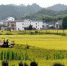 江西省婺源县太白镇薛村农民驾驶农机在收割水稻。 - 人民网