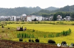 江西省婺源县太白镇薛村农民驾驶农机在收割水稻。 - 人民网
