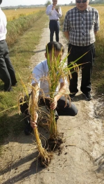 省科技厅科技“三援”项目“新疆阿克陶县优质水稻示范基地建设”取得了阶段性成果 - 科技厅