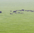 鄱阳湖变草原：提前两月进入枯水期 比以往更早 - 上饶之窗