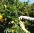 游客们在蜜桔园里采摘蜜桔 - 人民网