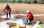 分宜：高产油茶助农增收 - 农业厅