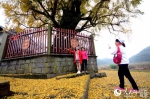江西南昌湾里有棵千年银杏树，金黄的落叶铺满地面吸引游客纷至沓来。 - 人民网