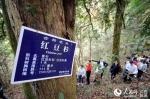 茶山林场的明星古树群落有300年以上成片红豆杉近50余棵 - 人民网