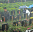 冬至日，南昌市民冒雨前往墓区扫墓。很多市民均以鲜花祭奠逝去的亲人。 - 人民网