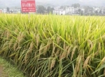 江西双季超级稻：为全国新增稻谷43亿公斤 - 教育网