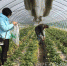 九江市农产品质量安全检测中心来都昌开展绿色食品申报现场检查及果蔬例行监测 - 农业厅