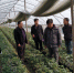 湖口县开展草莓质量安全专项检查 - 农业厅