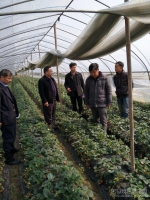 湖口县开展草莓质量安全专项检查 - 农业厅