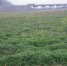金溪县大力抓冬种绿肥工作 扎实推进水稻绿色高产 - 农业厅