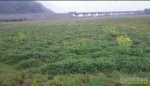 金溪县大力抓冬种绿肥工作 扎实推进水稻绿色高产 - 农业厅