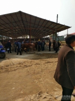 渝水区农业局加强对耕牛交易市场的巡查和管理 - 农业厅