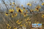 萍乡发现大面积野生金缕梅群落 - 江西新闻广播