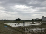 渝水区掀起早稻移栽热潮 - 农业厅