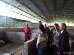 广昌县指导生猪养猪户提高养殖技术 - 农业厅
