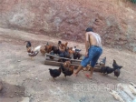 驻村干部指导农户养鸡致富 - 农业厅