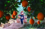 信丰寻乌安远获批国家级出口示范区 脐橙蜜橘要走向世界了！ - 农业厅