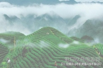 铅山县黄岗山有机资源开发有限公司——种茶就种生态茶 - 农业厅