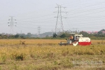 濂溪区优质米种植基地进入收获期 - 农业厅