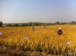 贵溪市农业局对水稻新品种展示性状进行测查 - 农业厅