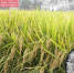 学校“泰优871”荣获“寻找中国好大米”最受喜爱的十大优质稻米品种 - 江西农业大学