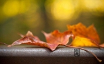 叶落知秋 | 在最美的诗词里，遇见最美的秋天 - 上饶之窗