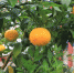 今年挂果的柑橘。（何川/摄） - 上饶之窗