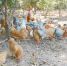 江西省鸡肉价格有哪些变化？记者深入调查“吃鸡”行情 - 中国江西网