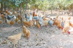 江西省鸡肉价格有哪些变化？记者深入调查“吃鸡”行情 - 中国江西网