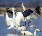 “省鸟”白鹤就要来了，刘奇书记去了趟鄱阳湖…… - 水利厅