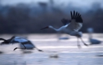 “省鸟”白鹤就要来了，刘奇书记去了趟鄱阳湖…… - 水利厅