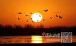 吉林莫莫格-江西鄱阳湖 白鹤回家路我们一起见证（图） - 中国江西网