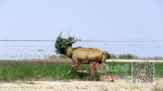 解救生命重生 15公斤重虾网缠住麋鹿头（图） - 中国江西网