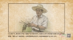 中国江西网《初心连环画》第三十五期：“杂交水稻之母” 颜龙安 - 中国江西网
