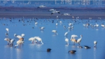 鄱阳湖保护区：防控疫情与保护候鸟并举 - 上饶之窗