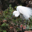 象山森林公园“鹭鸟王国”鸟儿早到 - 中国江西网