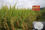我校选育的优质稻“泰优871”通过国家超级稻品种认定 - 江西农业大学
