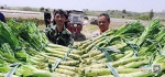 丰城一养殖户购买10吨蔬菜驰援上海 - 中国江西网