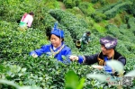 【老区新貌】吉安遂川：茶叶成为致富路上的“金叶子” - 中国江西网