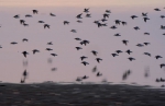 鄱阳湖水位回升 大批越冬候鸟再聚湖区 - 中国江西网