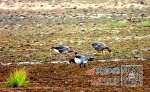 都昌迎来9万余只越冬候鸟 首次发现白颊黑雁 - 中国江西网